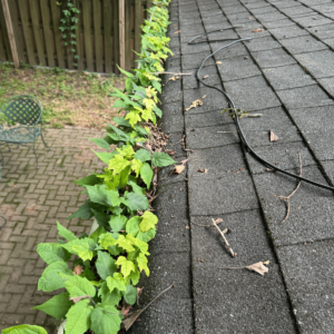 Gutter cleaning services in Indianapolis, IN